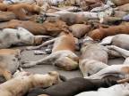 Viac ako 1000 otrávených túlavých psov (Pakistan)