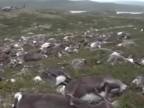 Blesk zabil v Nórsku stovky divokých sobov