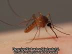 Otravné živočíchy: Komár