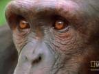 Smrtiace živočíchy: Šimpanzy
