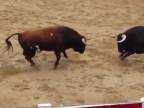 Jedna zrážka = 2 býky dole (Španielsko)