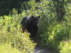 Prechádzka s medveďom v pätách (USA)