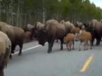 Stádo bizónov z blízka (USA)