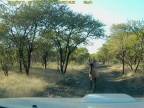 Poistný podvod na safari (Južná Afrika)