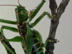 Obrovská mäsožravá severoamerická kobylka