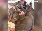 Osirelé kengury potrebujú lásku!