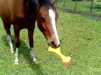 Kôň objavil pískaciu gumenú sliepku