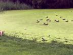 Ilúzia pokračujúceho trávnika (pes vs. kačice)