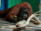 Ako naučiť orangutana píliť?