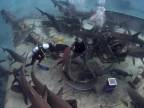 Pózovanie na Bahamách v húfe žralokov bielohrotých