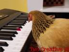 Keď hrá sliepka na klavíri lepšie ako ty!