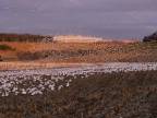 Keď ti pole pohnoja migrujúce husi snežné (USA)