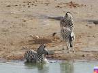 Zebra chcela utopiť cudzie žriebä (Namíbia)