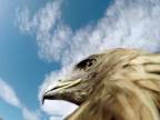 Tradičný lov líšok orlom skalným (Mongolsko)