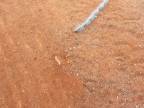 Húsenice vytvorili vláčik (Austrália)