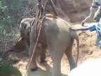 Záchrana sloníčaťa z 20 m hlbokej studne (India)