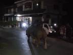 Medzičasom v uliciach nočného Káthmandu