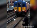 Vážení cestujúci, vlak mešká kvôli labuti (Londýn)