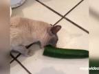 Keď sa mačka nahnevá na uhorku!