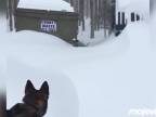 Pes uviazol v "snehovej pasci"