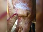Obrovský absces na zadnej nohe koňa (obrovská úľava)