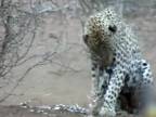 Leopard si chcel pochutnať na dikobrazoch (lekcia života)