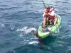 Chytať žraloky z kajaku nie je najlepší nápad (Florida)