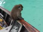 Turistov navštívila opitá opica (Thajsko)