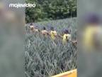 Ľudská zberná linka na ananásy