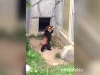 Panda červená a kameň prekvapenia