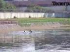 Romantické plávanie s labuťou (Rusko)