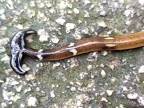 Červ kladivák (Bipalium)