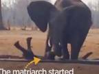 Slony zachránili topiace sloníča pred levmi