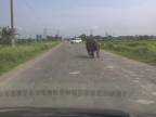 Nosorožec využil miestnu komunikáciu, autá sa otáčali