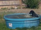 Labrador vie, čo má robiť v horúčavách