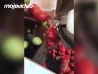 Senzorická triedička nezrelých plodov rajčín