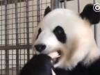 Takto obeduje panda