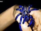 Pekná modrá tarantula (Poecilotheria Metallica)