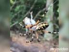 Nezvyčajný úlovok banánového pavúka (Florida)