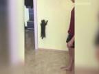 Ako naučiť mačku loziť po stene? (Moskva)