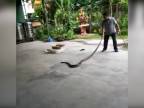 Thajský odchytávač hadov v službe!