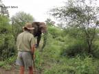30 rokov skúseností so slonmi (nebezpečná situácia)