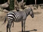 Kajšmetke - Zebra