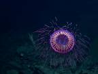 Hlbinná medúza Halitrephes maasi