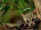Mačka červenoškvrnná - najmenšia mačkovitá šelma sveta