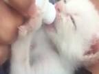Kŕmenie malého mačiatka