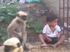 Chlapček a jeho opičí kamaráti v indickej dedine Hubli