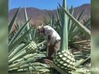 Keď doslúži plantáž agávy na výrobu tequily (Mexiko)