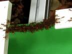 Mravce z rodu Oecophylla budujú mosty z vlastných tiel