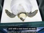 Záchrana morskej korytnačky